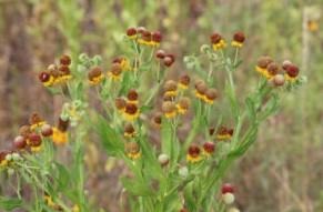 Livestock Producers Should Be Aware Of Small-Headed Sneezeweed